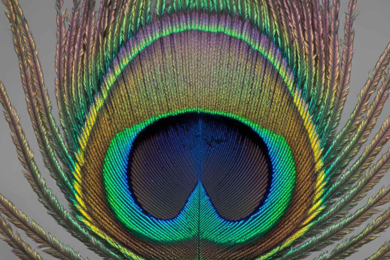 Las plumas del pavo real generan láser, según estudio científico