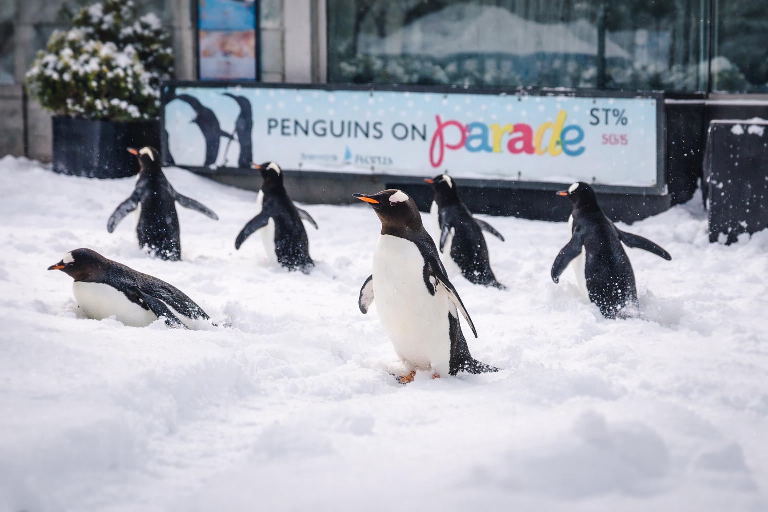 Tormenta de nieve en Estados Unidos permite a pingüinos salir a explorar su “hábitat natural” en zoológico