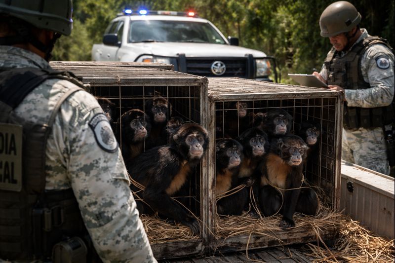Guardia Nacional Rescata 9 monos araña en Campeche, evitando su comercialización