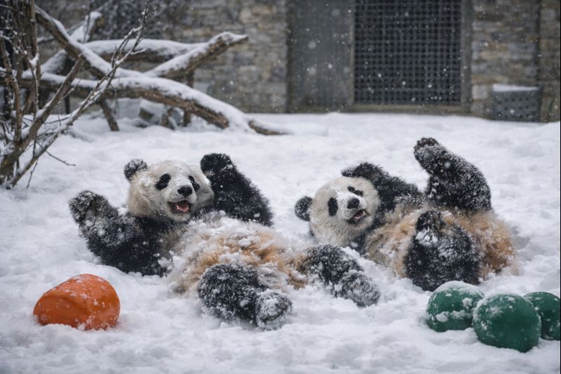 Pandas celebran la nieve en Washington y se hacen virales, mientras frío paraliza ciudades