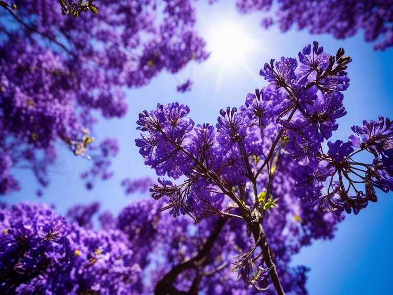 Jacarandas en Guadalajara: ¿Cuándo florecerán las calles de violeta?